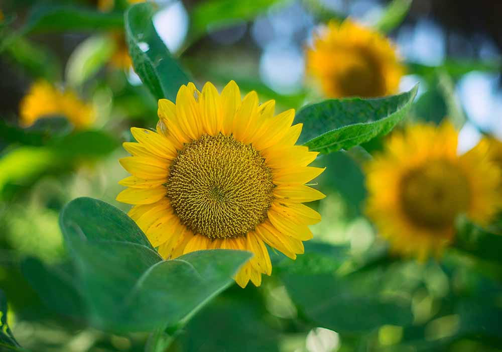 Sun Flower – trees-corner.com